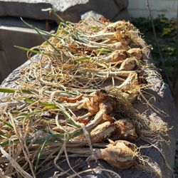 Egyptian Walking Onion