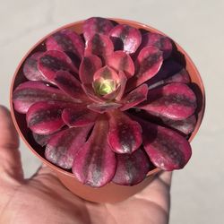 Aeonium Medusa | Rare Succulent Plant | 4”