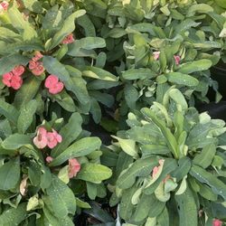Bellas Plantas  Coronas  De Cristo Rosa Del Desierto Ruda Romero  Menta