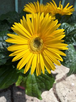 Yellow Gerbera plant