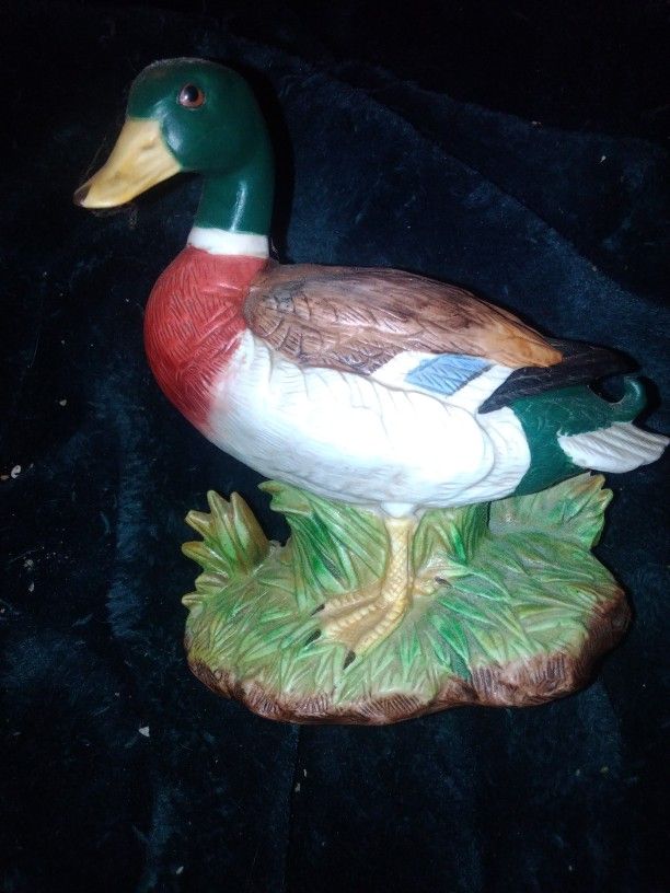 Mallard Duck