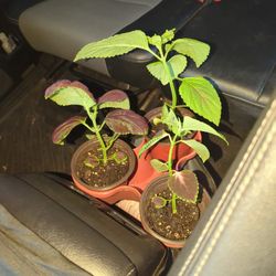 Coleus plant. Multiple Varieties 