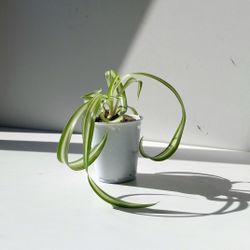 Trendy Variegated Curly Spider Plant Bonnie / Indoor Plant/ House Plant Flower Patio Garden 