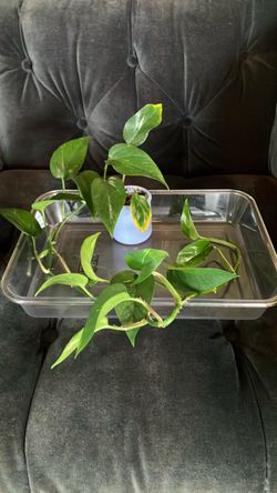 Pothos Houseplant in Small Blue La Fermière Jar pot