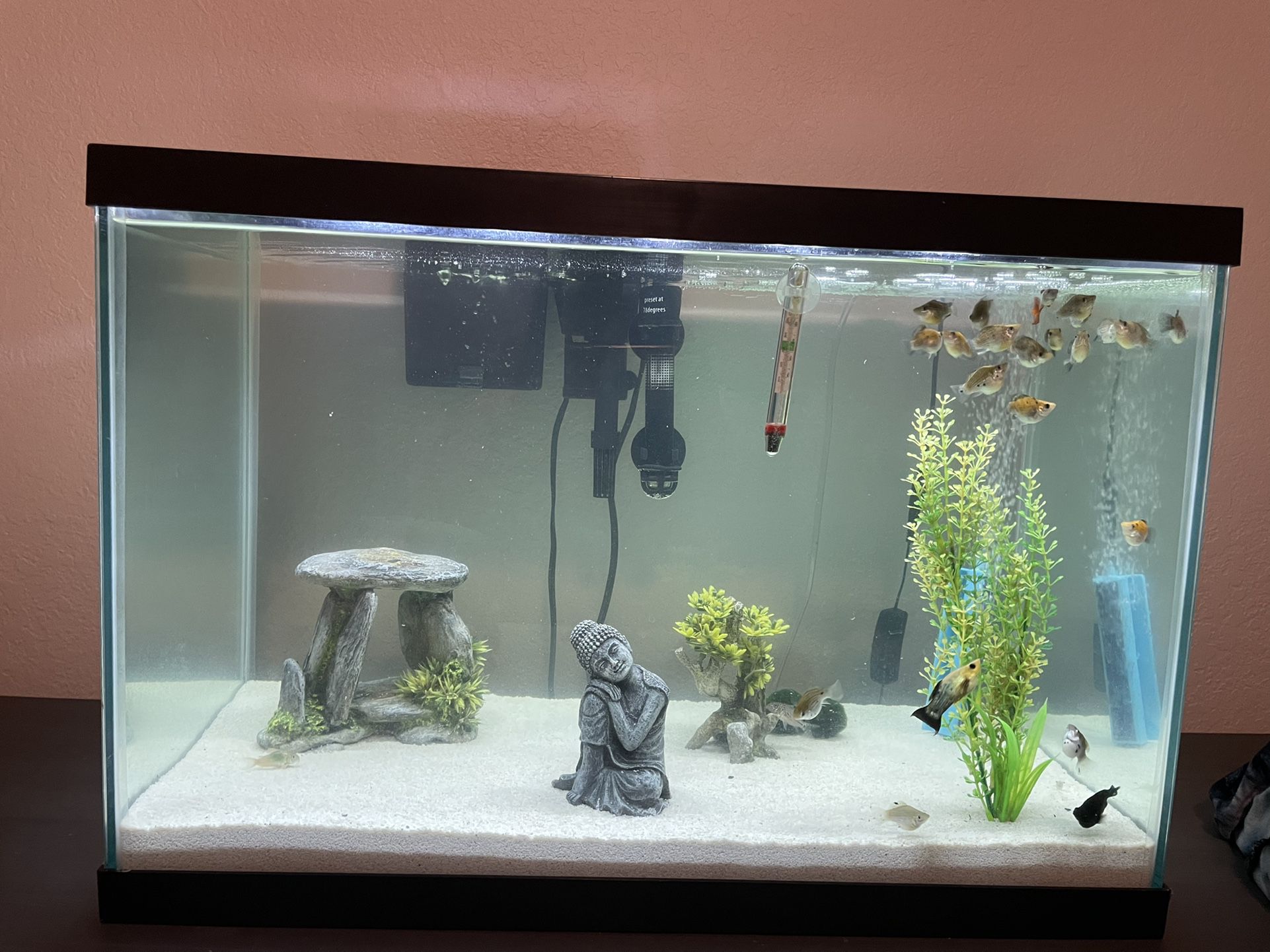 20 Gallon Fish Tanks With All Accessories And Little Friends