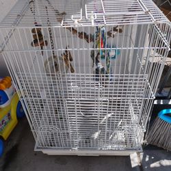 Bird Cage