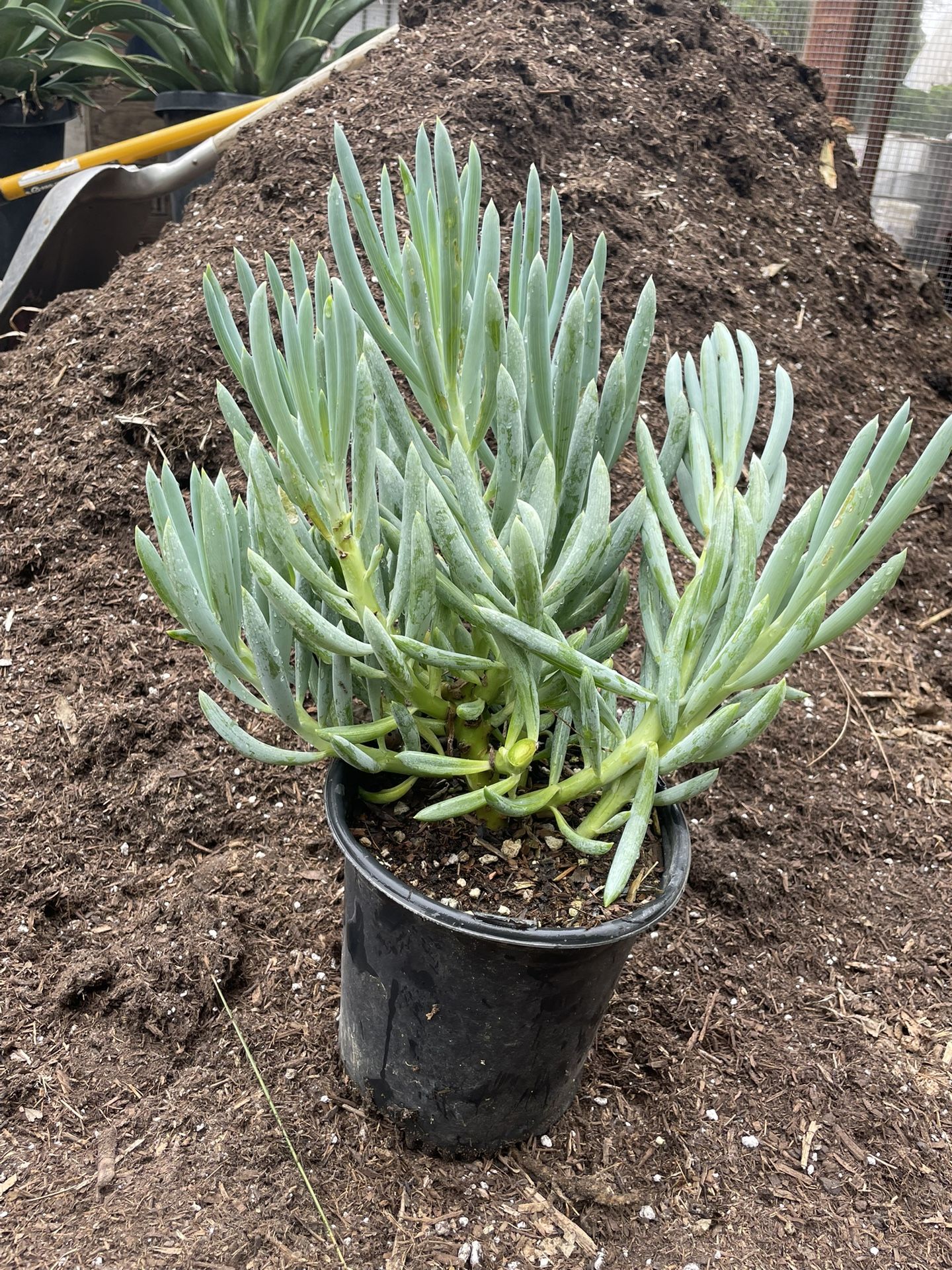 Blue Chalkstick 1 Gallon Succulent Plant