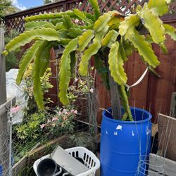 White Dragon Fruit Cuttings