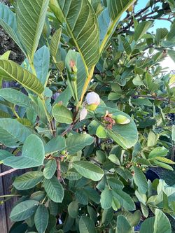 Guava