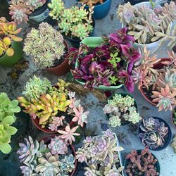Succulent Plants