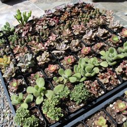 2 Inch succulent Plants 