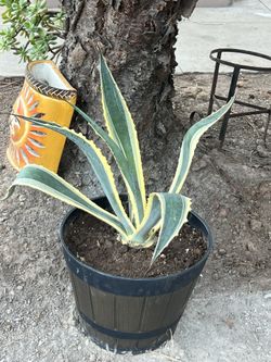 Agave americana Yellow Ribbons