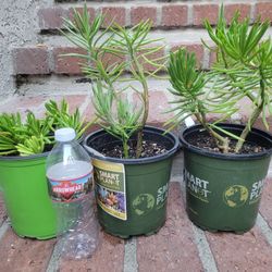 Cactus Plant In A 1-gal Nursery Pot