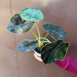 4” alocasia azlanii