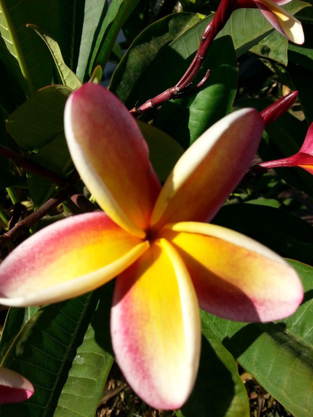 Nebel's rainbow. Rainbow plumeria tropical plant