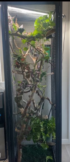 Chameleon Cage