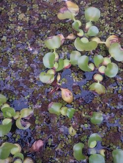 Salvinia minima