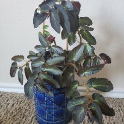 Brazil Lady Wing Begonia