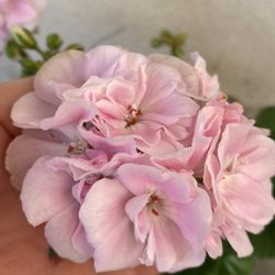 Very Rare Geranium Outdoor Plant, In 6 Inch Pot Pick Up Only