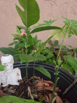 Jackfruit seedlings