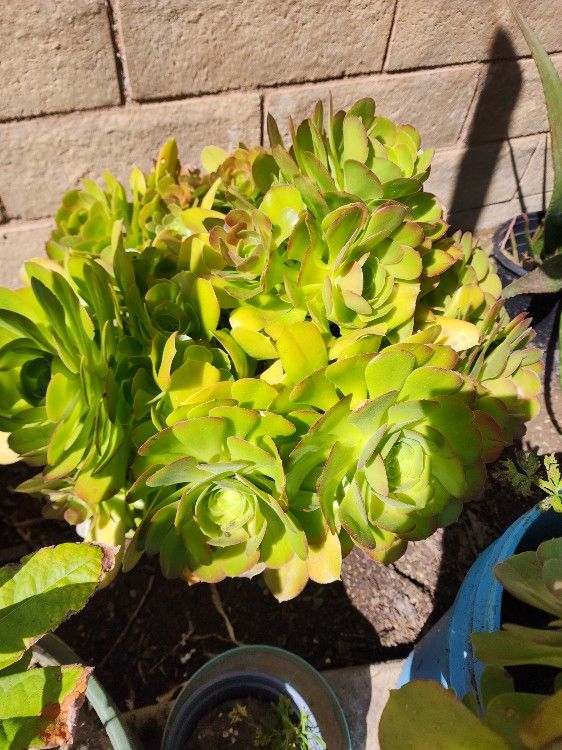 Succulents