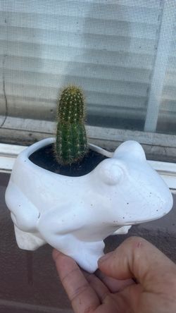 Cactus in White Frog Ceramic Planter