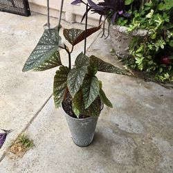 Plant With Pot $25