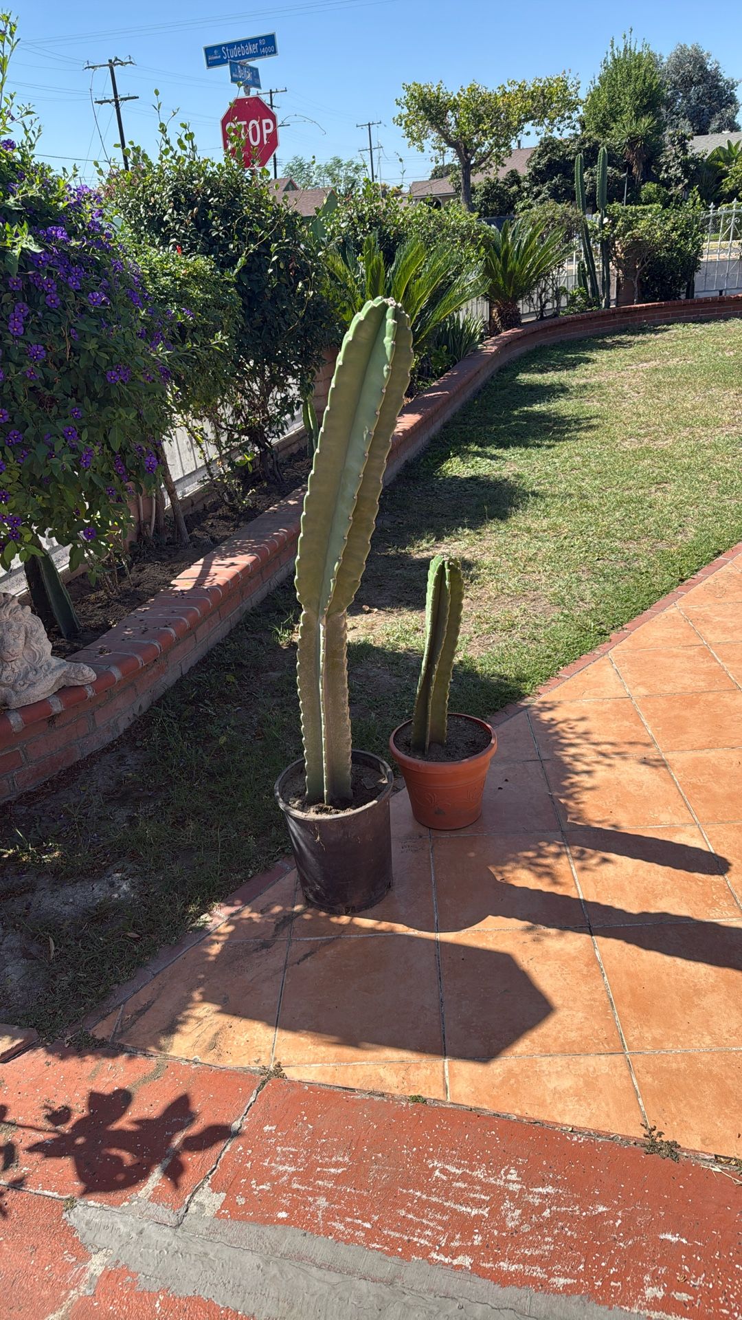 Two cactus plants
