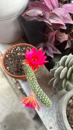 Cactus Rojo Y Fiusha