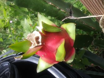 10 Cactus And 5 Dragon Fruit Stems