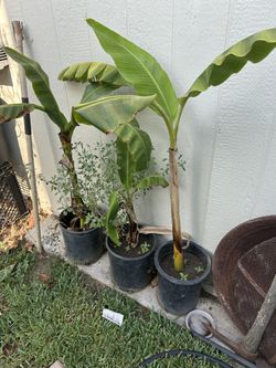 tengo Matas de Plátanos 