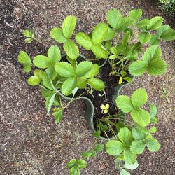 8-10 Strawberry Plants. Sammamish, Beaver Lake 