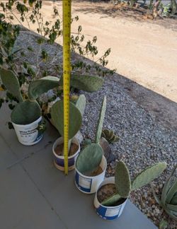 Spineless Prickly Pear Cactus rooted in pots