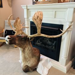 Caribou Wall Mount