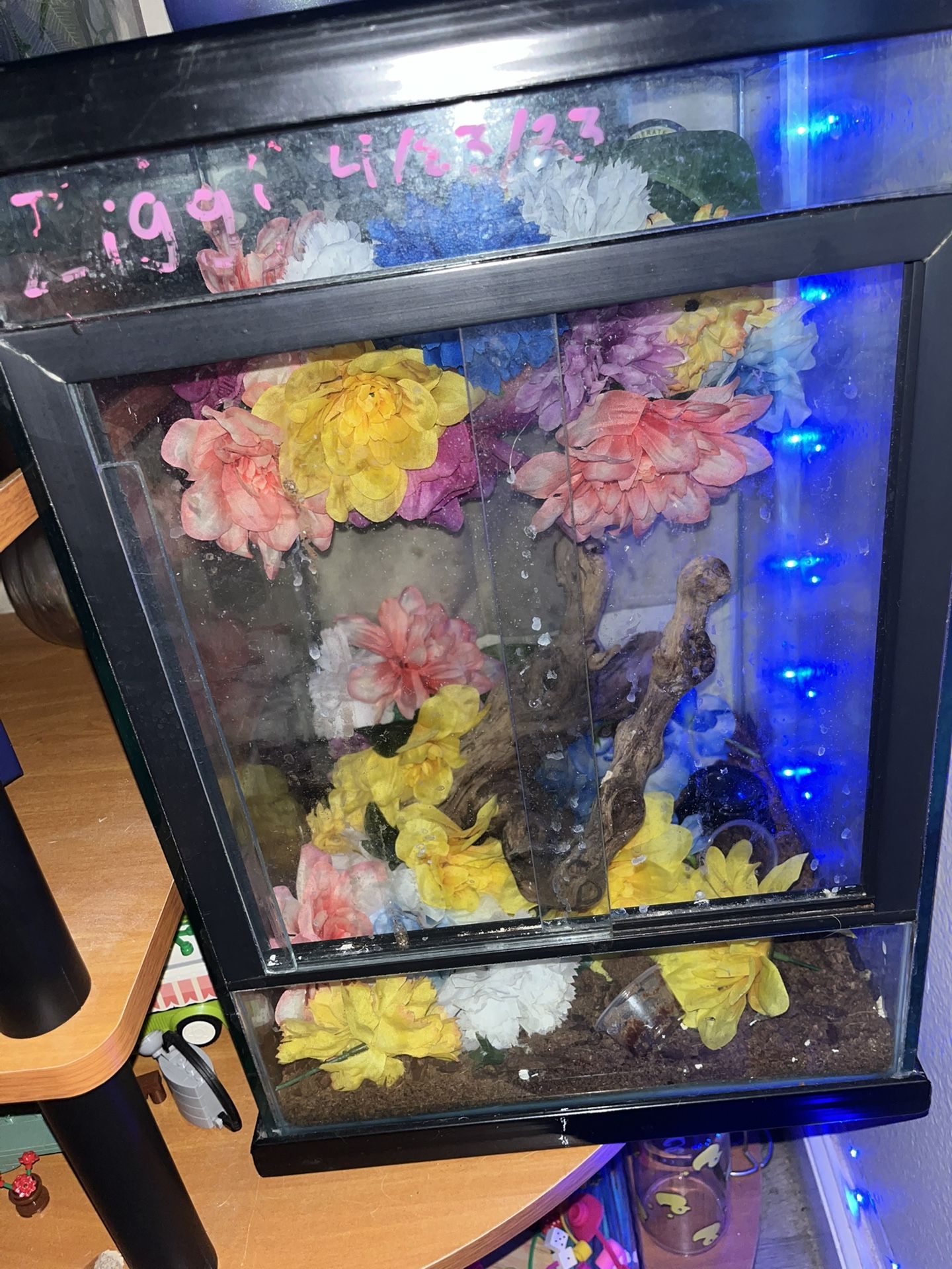 Gecko Tank