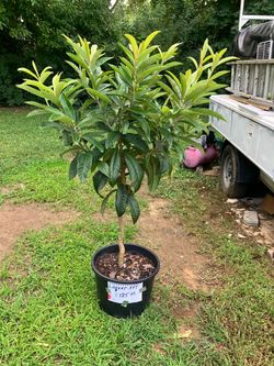 loquat fruit tree