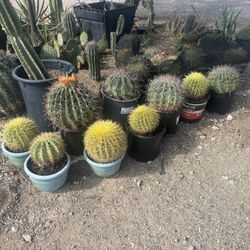Barrel Cactus 