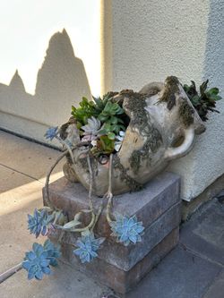 Assorted Succulent Plants