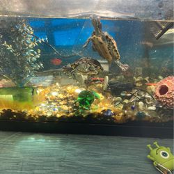 Turtle tank full set up with four turtles for Sale in Seal Beach, CA -  OfferUp