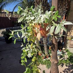 Hanging Tradescantia Fluminensis Plant 