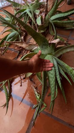 Large, medium aloe plants.  8 each or 2 for $15