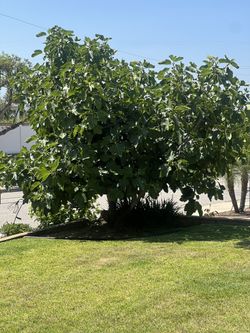 Fig Tree
