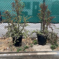 Plants