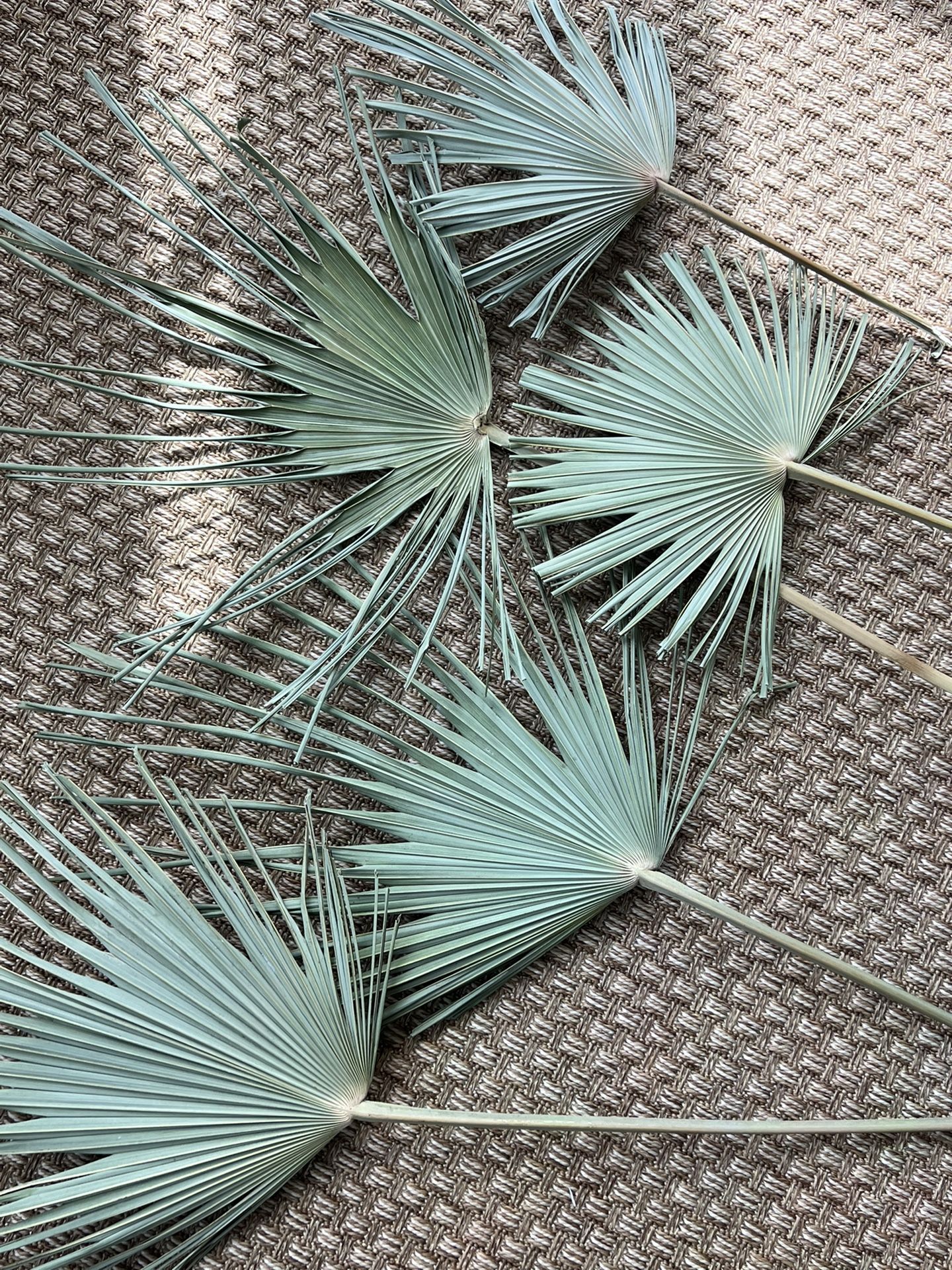 Real Palm Leaves For Interior Boost