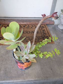Succulent