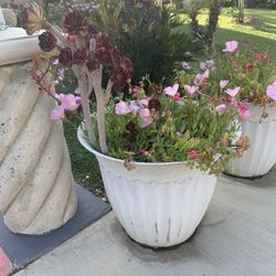 3 Large Beautiful White Pots With 3/4 Different Plants