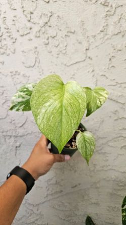 4" Mint Monstera (COLLECTORS PLANT)