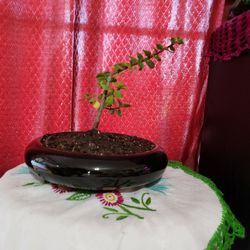 Elephant bush Portulacaria 