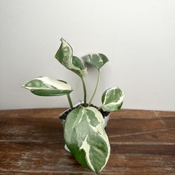 Pothos N’Joy Plants 🪴