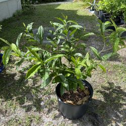 Yesterday Today And Tomorrow Plant 